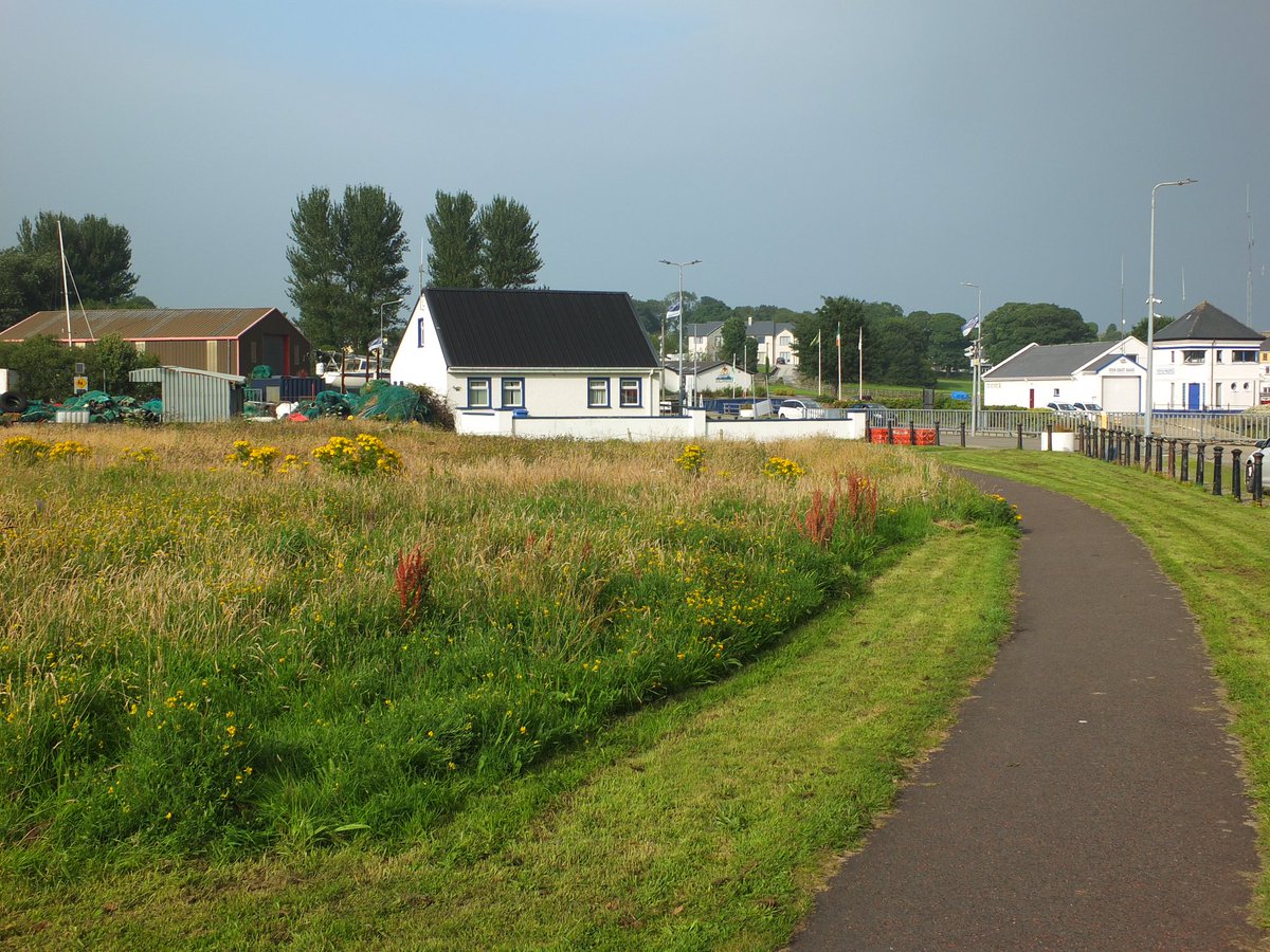A nicely managed bit of green,not mown every other week to extinction.Vetches,Trefoils,Ragwort, Docks and more left to thrive.Full of insects and butterflies.Beautiful.  #Greencastle #Inishowen #Donegal