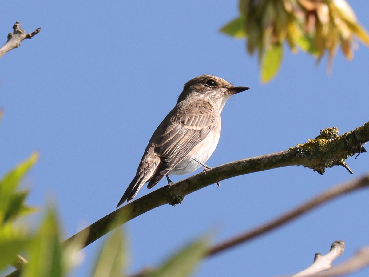 Tony Stanford (@tstanford3722) on Twitter photo Spotted Flycatcher this morning at Storton's Pits Nature Reserve, Northampton. <a href="/wildlifebcn/">The Wildlife Trust for Beds, Cambs & Northants</a> <a href="/Natures_Voice/">RSPB</a> <a href="/NatureUK/">NatureUK</a> <a href="/Britnatureguide/">The British Nature Guide</a> #Northantsbirds #NaturePhotography Spotted Flycatcher this morning at Storton's Pits Nature Reserve, Northampton. <a href="/wildlifebcn/">The Wildlife Trust for Beds, Cambs & Northants</a> <a href="/Natures_Voice/">RSPB</a> <a href="/NatureUK/">NatureUK</a> <a href="/Britnatureguide/">The British Nature Guide</a> #Northantsbirds #NaturePhotography