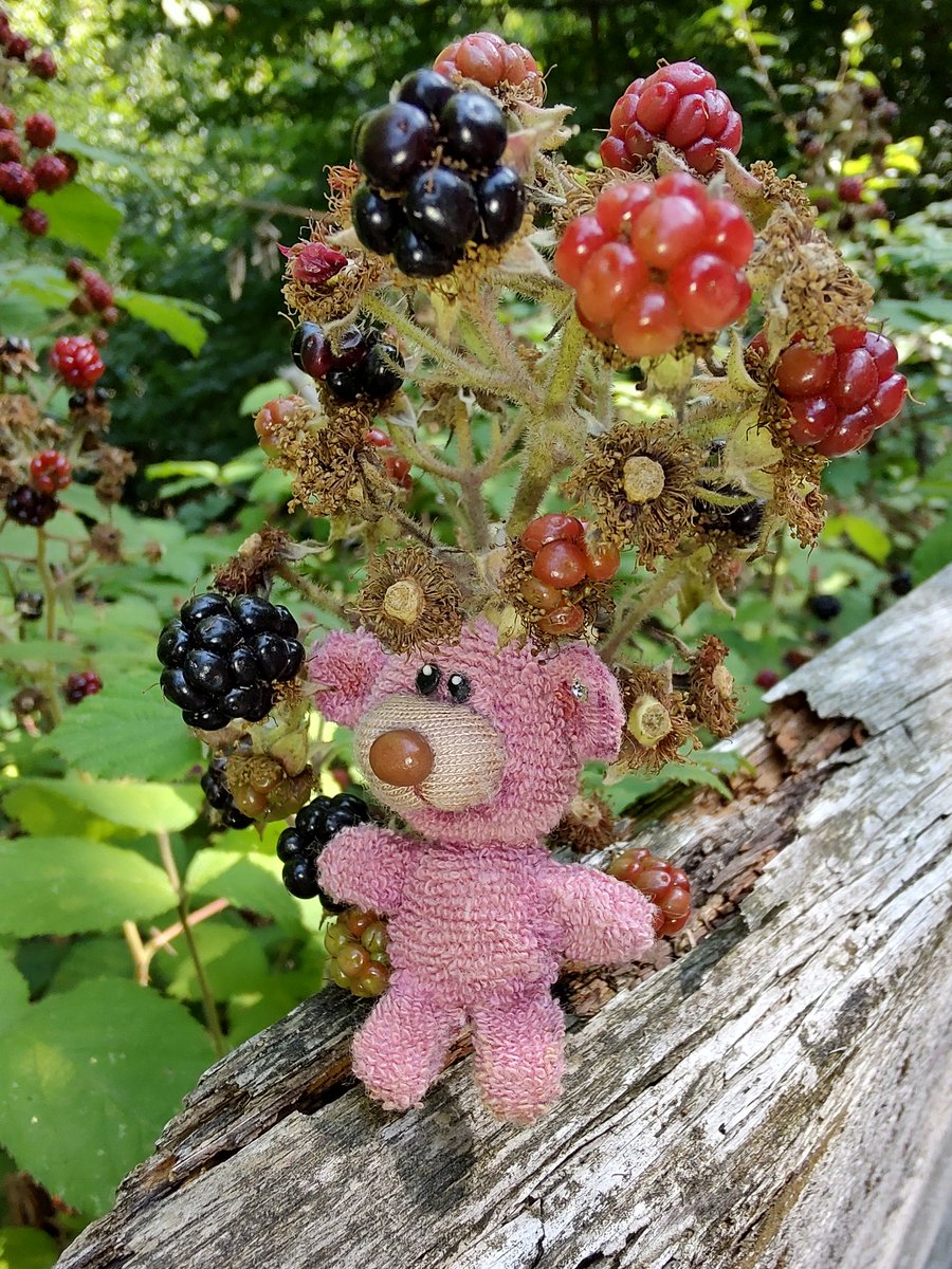 Nicht verwechseln Brombeeren zum Essen, Fusseltrollbären zum liebhaben