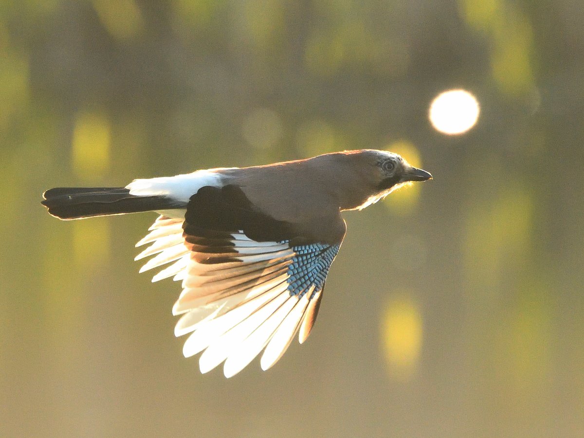 Tree Planter. Jays are important dispersers of oak trees, a single jay may cache 5,000 in a season. They eat these cached supplies in winter when food is more scarce. Many of the magnificent oak trees you see alive today were planted by jays. #birds