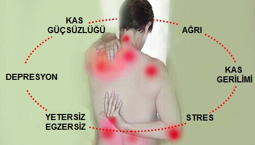 dogalyasalar's tweet photo. FİBROMİYALJİ: “Görünmeyen Ağrıların Görmezden Gelinen Hastalığı”

• Her yerin ağrıyor ama tahlillerin temiz mi çıkıyor?
• Doktorlar “psikolojik” deyip gönderiyor mu?
• Uykudan yorgun, kasların düğüm düğüm mü?

Bunların adı var: Fibromiyalji👇Detaylar🧵 https://t.co/AVQzDDzcnM