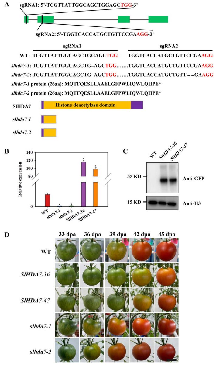 A research team from the South China Botanical Garden of the Chinese Academy of Sciences published a study on August 14, 2024, in Horticulture Research, identifying a novel epigenetic regulator of tomato fruit ripening.
#Histone deacetylase #HDACs
Detail: doi.org/10.1093/hr/uha…