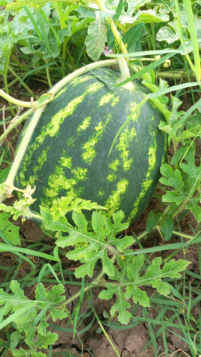 E_Tech_X's tweet image. Fix ca pepenii care cresc târziu și ETH-ul. 
Te uiți la el și te gândești că mai e ceva până se coace?