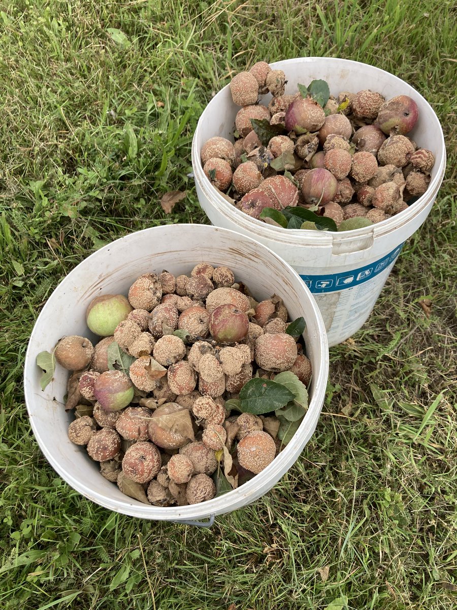 noubase's tweet image. Monilinia і вологе літо — це просто вбивче комбо цього року.