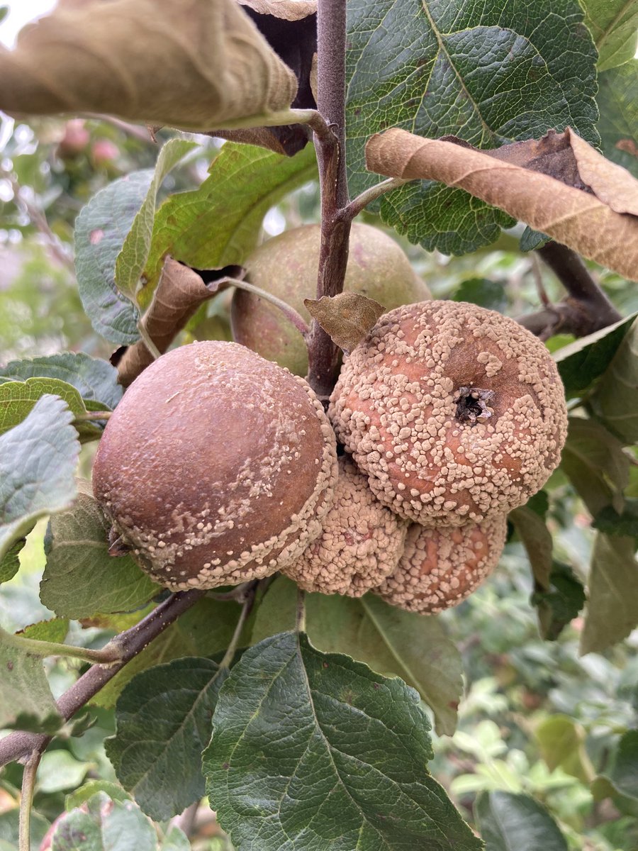 noubase's tweet image. Monilinia і вологе літо — це просто вбивче комбо цього року.