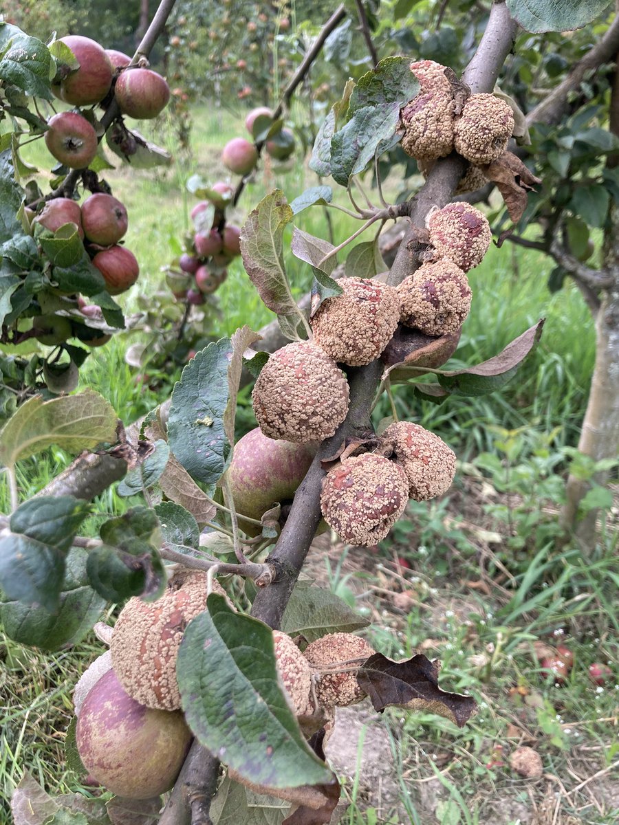 noubase's tweet image. Monilinia і вологе літо — це просто вбивче комбо цього року.