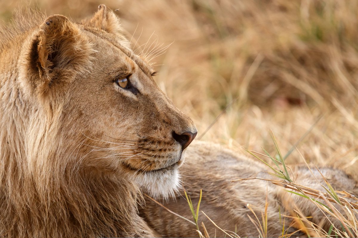 On this #worldlionday we stand against the exploitation of lions and them being used for interactive activities with captive wildlife in the tourism industry. Let us protect these majestic beasts &amp; respect nature. 
#senseofafricabotswana #WorldLionDay #RespectWildlife