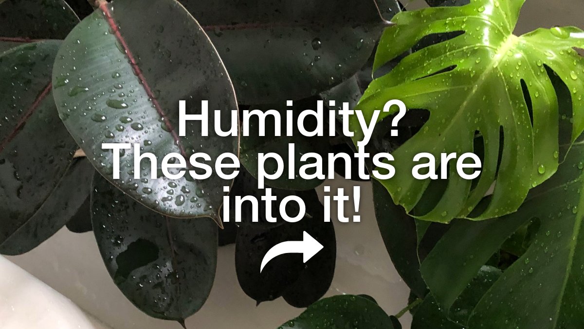 mirashowers's tweet image. The weather’s unpredictable—but steamy bathrooms? Perfect for plants💧🌿

From peace lilies to ferns, these humidity lovers thrive in steamy spaces and bring calm to your bathroom.

🌱 Full list → mirashowers.co.uk/blog/trends/ba…

#BathroomPlants #MiraShowers #PlantDecor