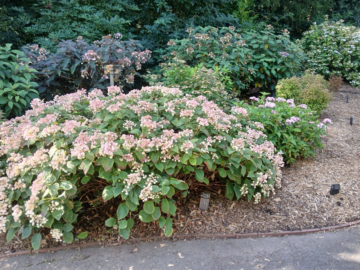 Hydrangea Derby tweet media