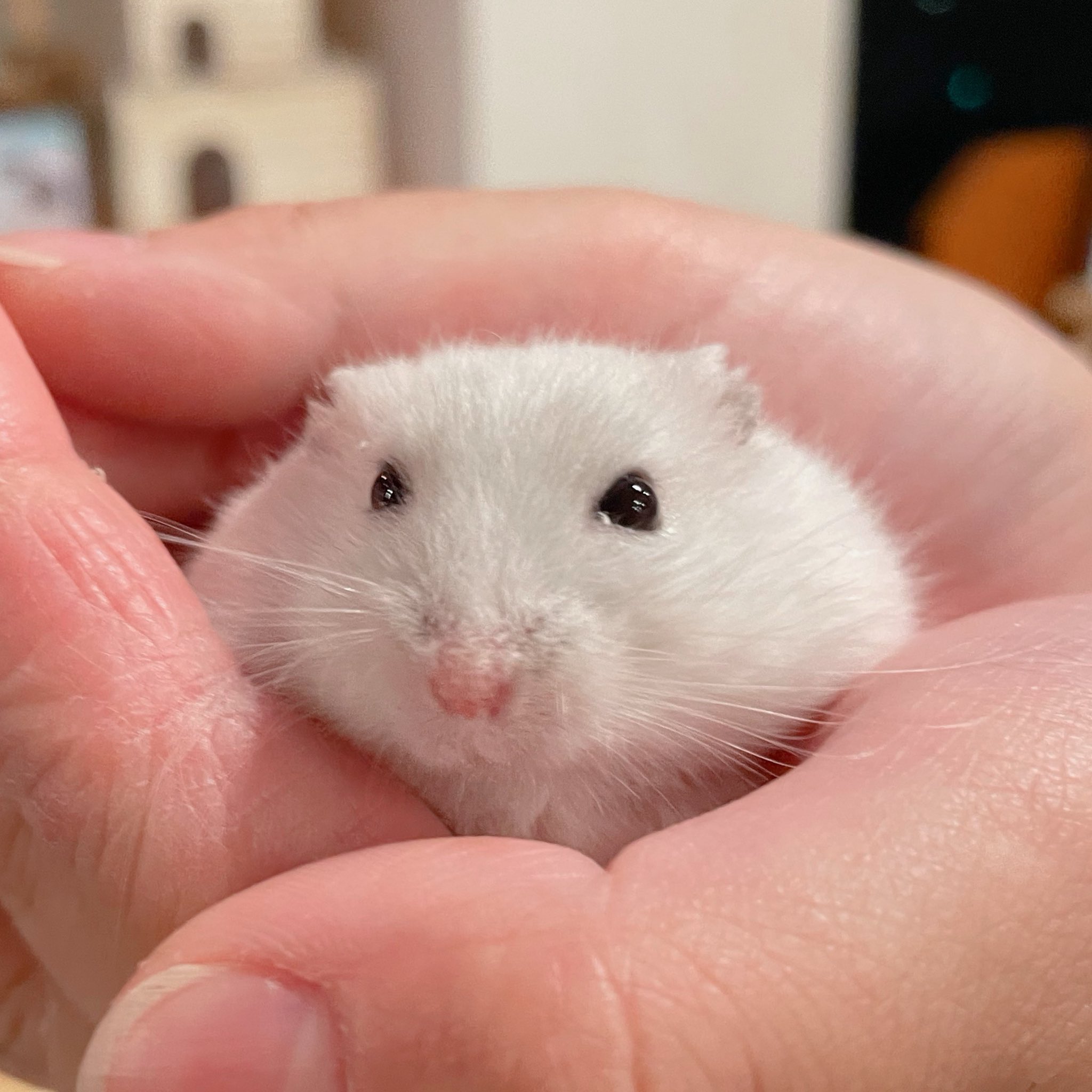 ハムスターカフェ mogumogu on X: 