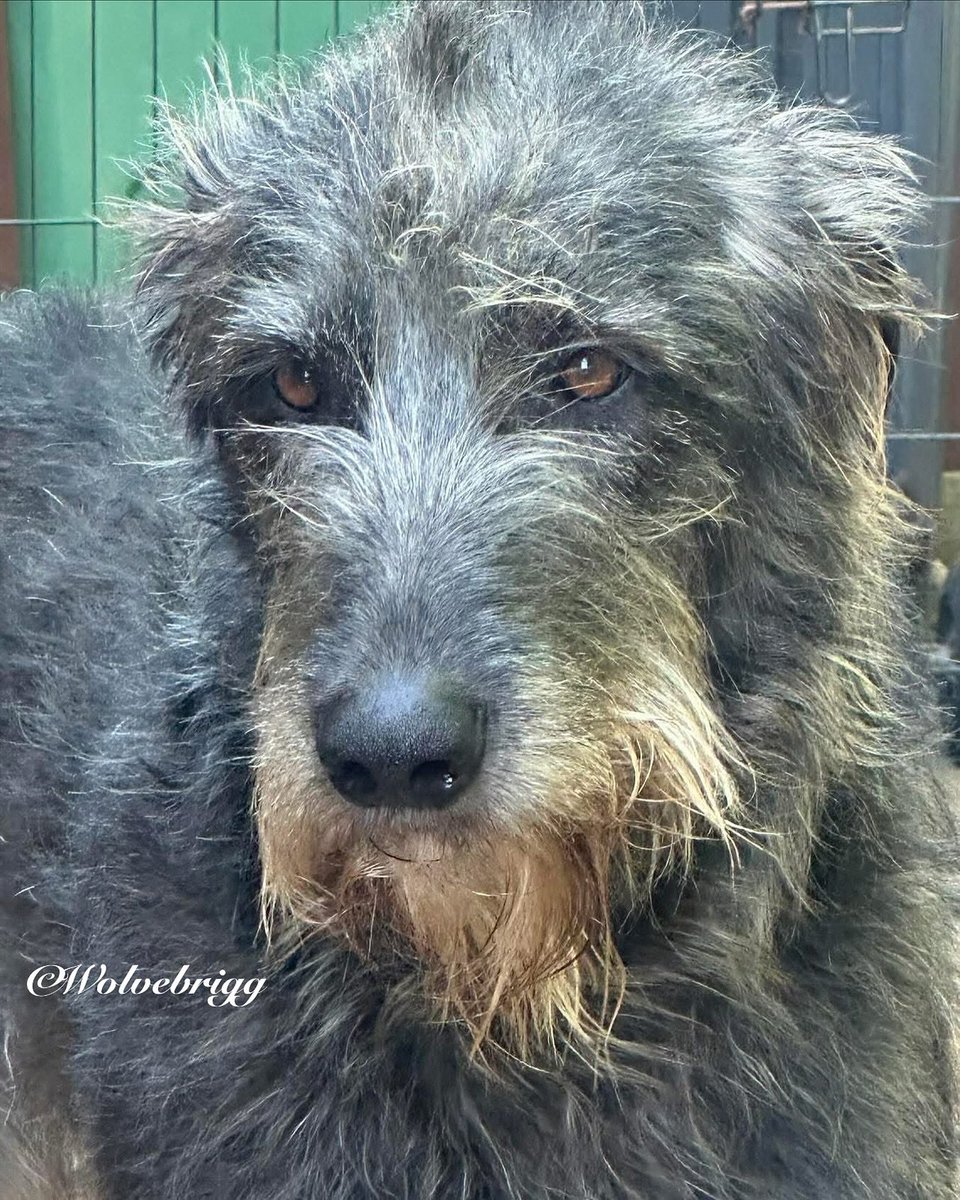 Wolvebrigg Irish Wolfhounds (@wolvebrigg) on Twitter photo One of the last photos of our precious girl.
Nuala 10/06/2021-16/07/2025 ๐งก One of the last photos of our precious girl.
Nuala 10/06/2021-16/07/2025 ๐งก