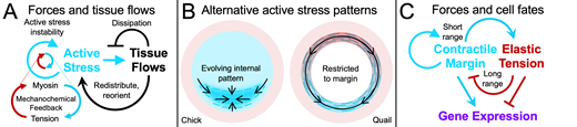PPPublishing's tweet photo. Explore the latest advances in the mechanochemical modelling of gastrulation during early avian embryonic development in this #BiochemSocTrans mini-review by @axplum, @Mattia__Serra and Weijer.https://t.co/6xPn94LIJw https://t.co/C0oJR8vDpP