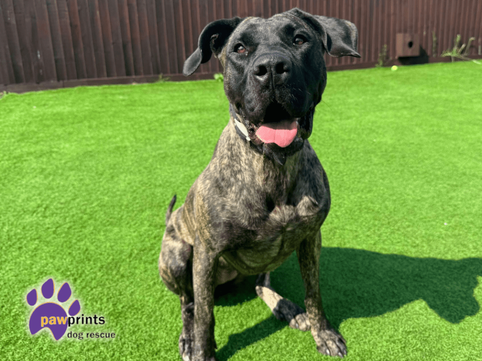 PDRescue's tweet image. Please pop a 💜 in replies if you see this, &amp;amp;/or quote tweet with a💜. Some of our tweets are only receiving a handful of views according to stats 🙁 Please help our #rescuedogs! We're based in #Warwickshire but may rehome to other areas.

pawprintsdogrescue.org/current-dogs/

#adoptdontshop