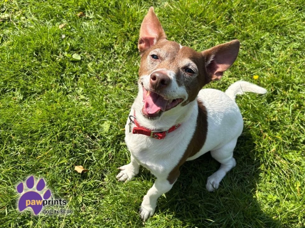 PDRescue's tweet image. Please pop a 💜 in replies if you see this, &amp;amp;/or quote tweet with a💜. Some of our tweets are only receiving a handful of views according to stats 🙁 Please help our #rescuedogs! We're based in #Warwickshire but may rehome to other areas.

pawprintsdogrescue.org/current-dogs/

#adoptdontshop