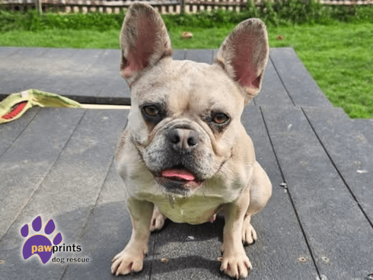 PDRescue's tweet image. Please pop a 💜 in replies if you see this, &amp;amp;/or quote tweet with a💜. Some of our tweets are only receiving a handful of views according to stats 🙁 Please help our #rescuedogs! We're based in #Warwickshire but may rehome to other areas.

pawprintsdogrescue.org/current-dogs/

#adoptdontshop