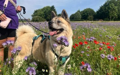 PDRescue's tweet image. Please pop a 💜 in replies if you see this, &amp;amp;/or quote tweet with a💜. Some of our tweets are only receiving a handful of views according to stats 🙁 Please help our #rescuedogs! We're based in #Warwickshire but may rehome to other areas.

pawprintsdogrescue.org/current-dogs/

#adoptdontshop