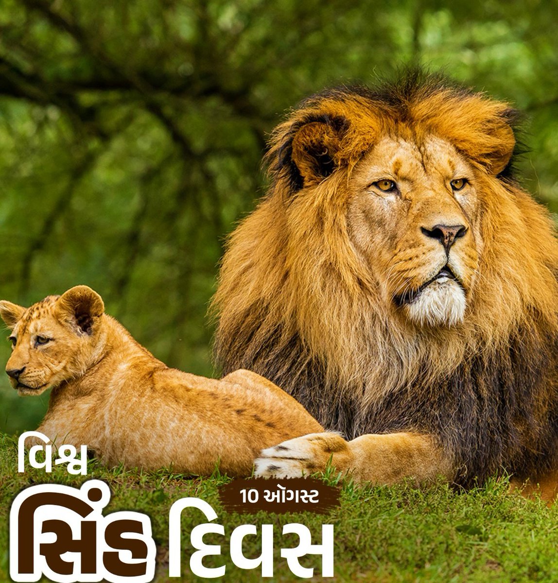 10 ઓગસ્ટ – ‘વિશ્વ સિંહ દિવસ’

સિંહ એટલે ગીર, ગીર એટલે ગુજરાત; 
ગુજરાતમાં સિંહોની સંખ્યા વધીને 891 થઈ…

#WorldLionDay2025