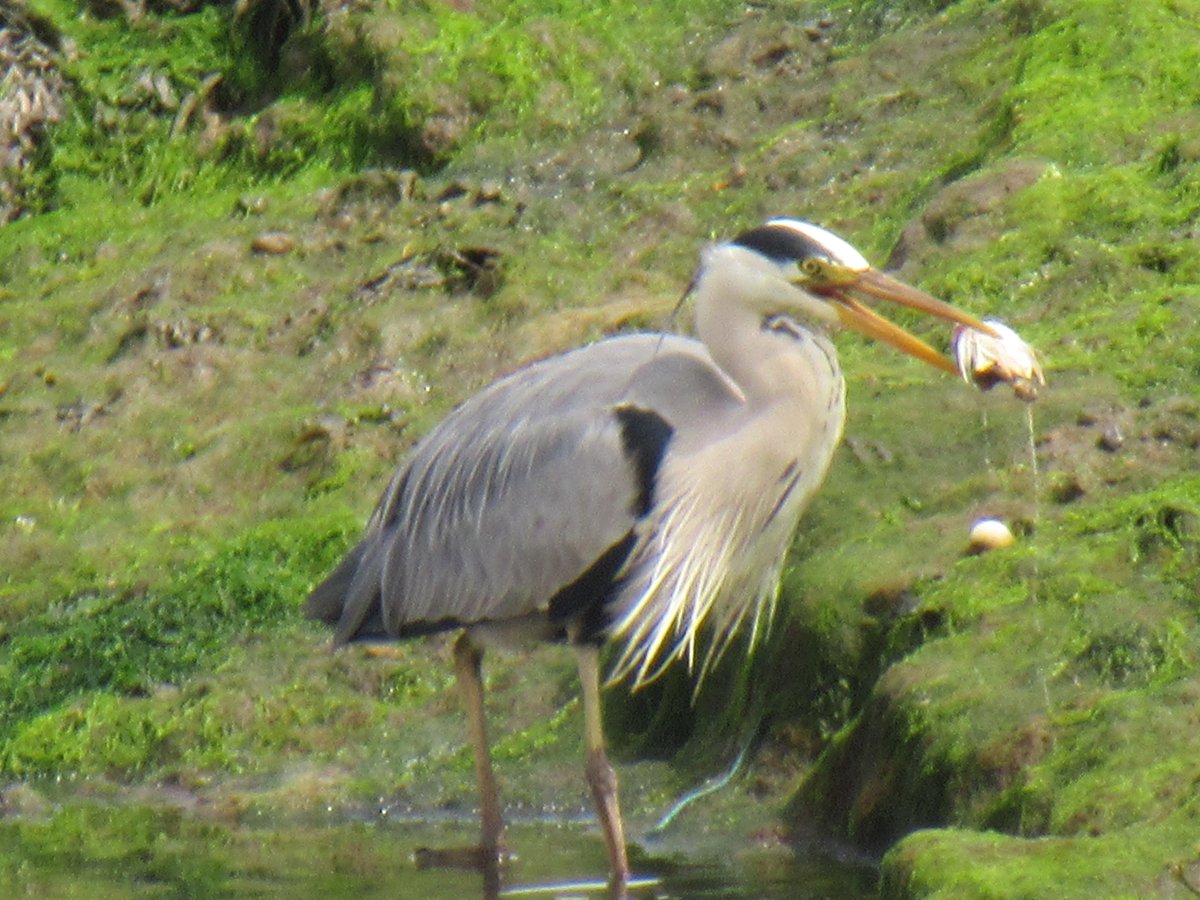 Borders Dexy (@dexysrun) on Twitter photo Looks like crab is on the menu Mr Heron 😊
<a href="/Natures_Voice/">RSPB</a> <a href="/birdingplaces/">Birdingplaces</a> <a href="/RSPBScotland/">RSPB Scotland</a>
#BirdsOfTwitter #BirdsSeenIn2025 #NatureBeauty #birdwatching <a href="/Britnatureguide/">The British Nature Guide</a>
#TwitterNatureCommunity #BirdsUp #birdsphotography <a href="/RSPBbirders/">RSPB Birders</a>
<a href="/BirdSpotUK/">birdspotuk</a> <a href="/wildbirdtrust/">The Wild Bird Trust</a> <a href="/BirdGuides/">BirdGuides</a>
<a href="/NatureScot/">NatureScot</a> Looks like crab is on the menu Mr Heron 😊
<a href="/Natures_Voice/">RSPB</a> <a href="/birdingplaces/">Birdingplaces</a> <a href="/RSPBScotland/">RSPB Scotland</a>
#BirdsOfTwitter #BirdsSeenIn2025 #NatureBeauty #birdwatching <a href="/Britnatureguide/">The British Nature Guide</a>
#TwitterNatureCommunity #BirdsUp #birdsphotography <a href="/RSPBbirders/">RSPB Birders</a>
<a href="/BirdSpotUK/">birdspotuk</a> <a href="/wildbirdtrust/">The Wild Bird Trust</a> <a href="/BirdGuides/">BirdGuides</a>
<a href="/NatureScot/">NatureScot</a>