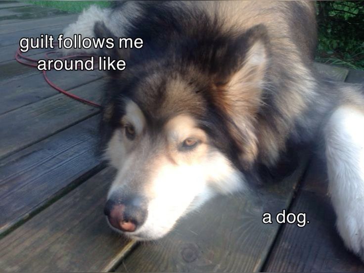 caninepoetry (@caninepoetry_) on Twitter photo 