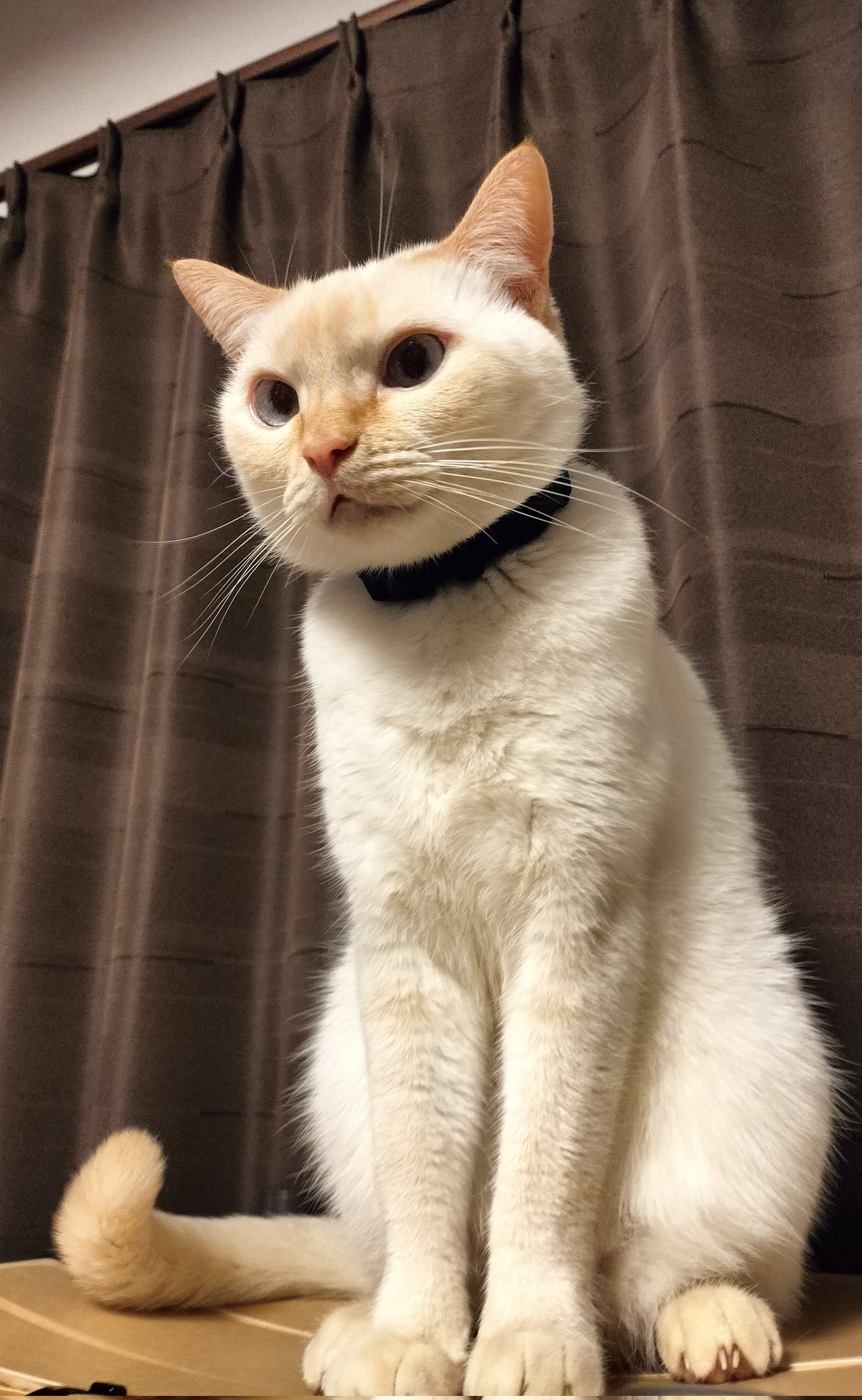 給料泥棒猫 on X: 