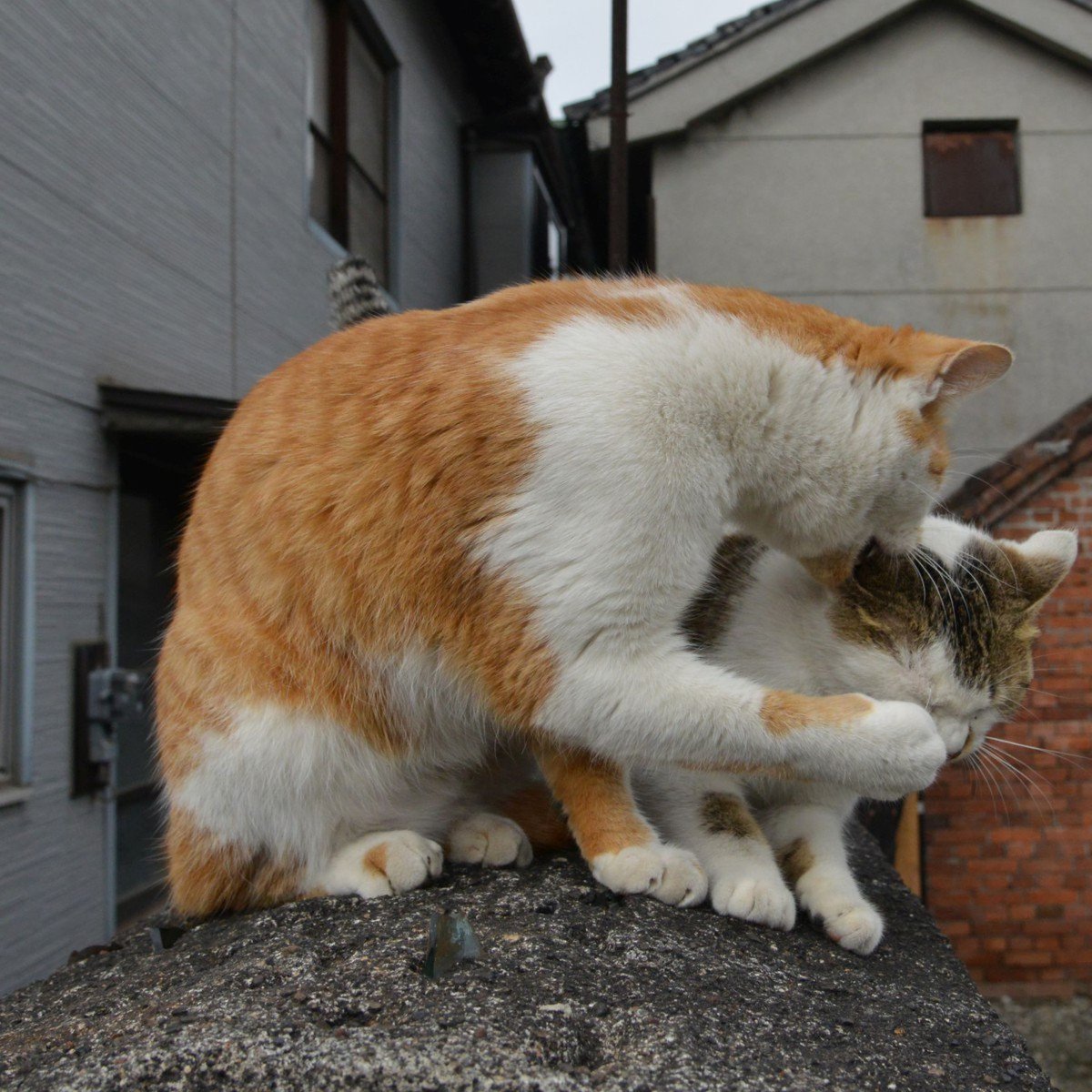 はねこ 猫島警部 on X: 