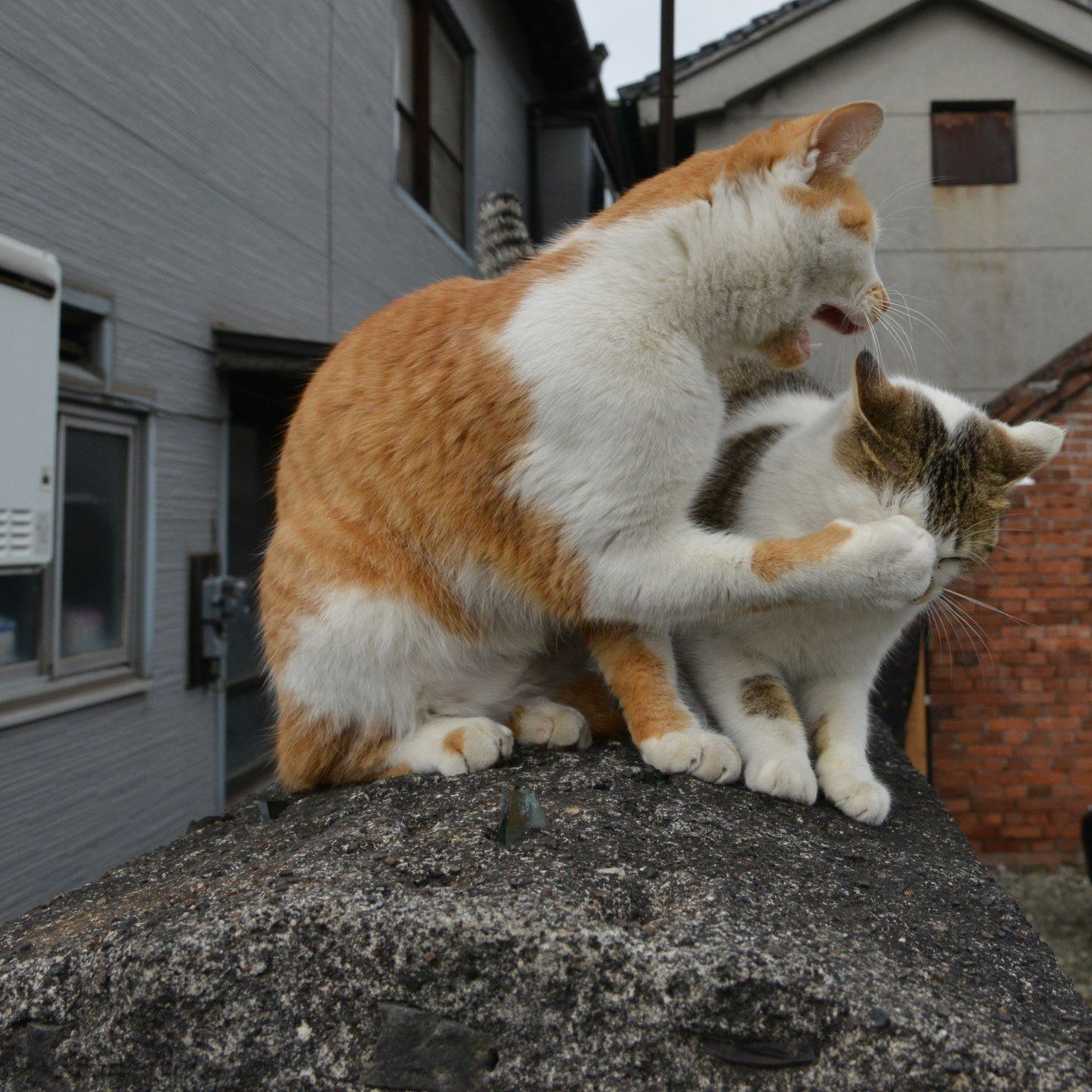 猫B 最終値下げしました！ 猫 B 画像1 + 9 最終値下げしました！ - メルカリ