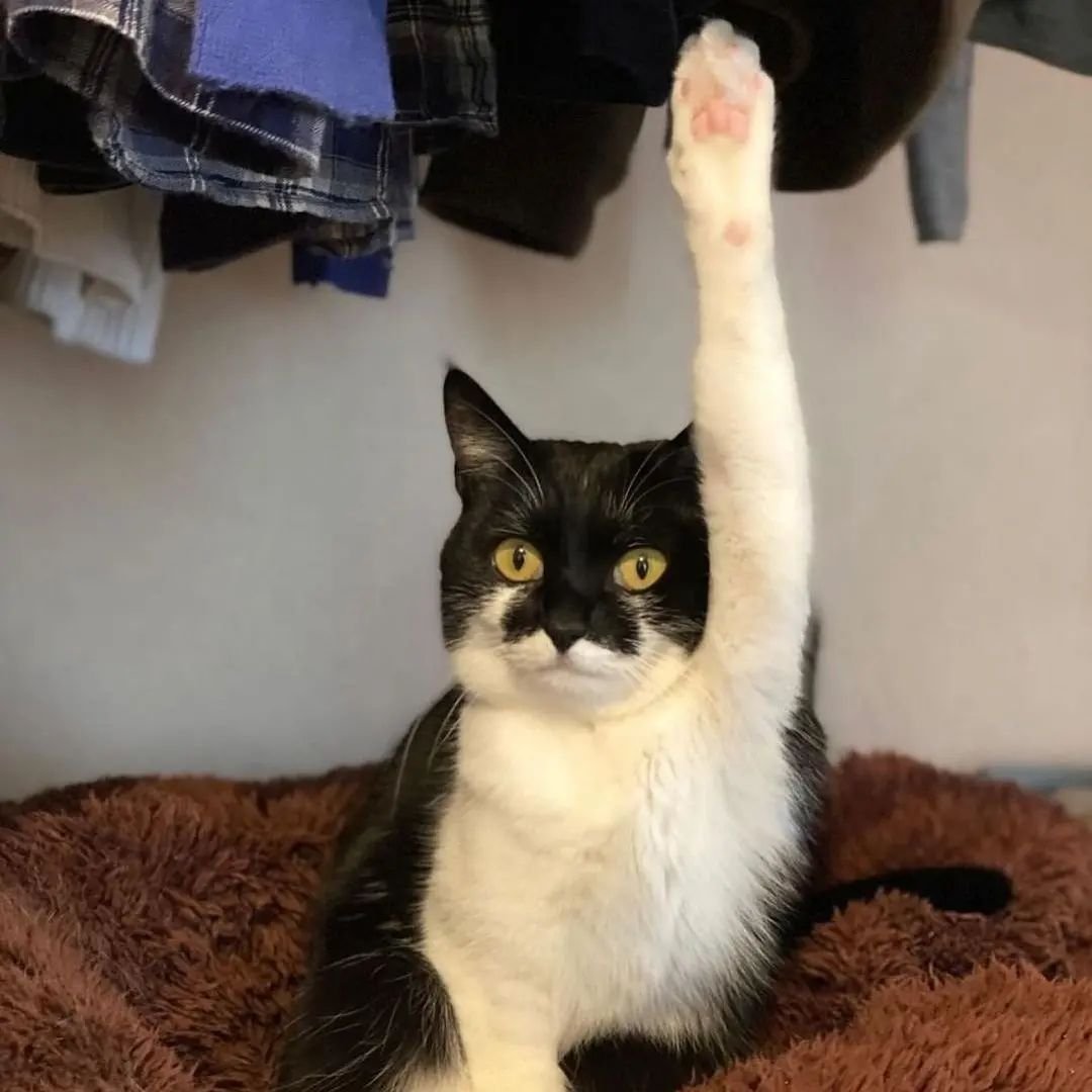 Punch Cat (@punchingcat) on Twitter photo 