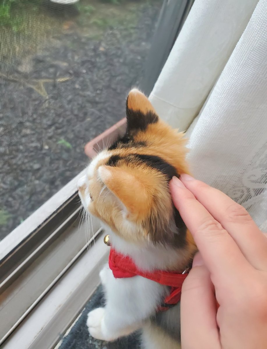 Katahara_BloomS's tweet image. あめ しとしと  だねぇ

…あたまちぃっちゃいねぇ……🥹