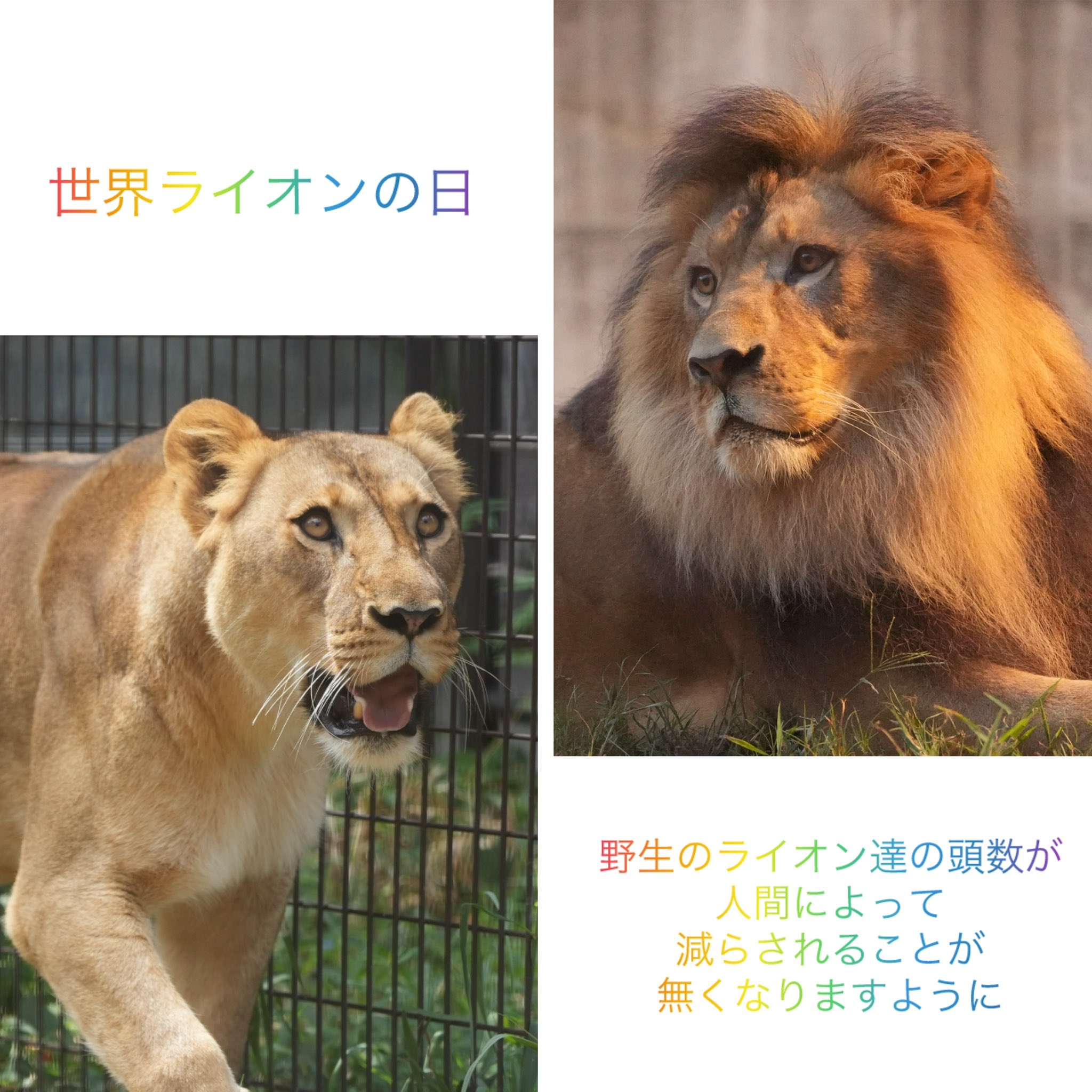 もも♡すけ on X: 