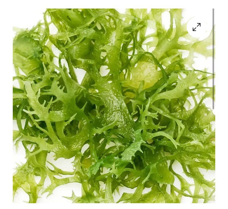 Cameron20370744's tweet image. AFA KLAMATH, CHLORELLE  et #SPIRULINE : 3 micro-organismes, 3 super-aliments.
AFALG, #Spirulina, chlorella: 3 super food for #healthy #nutrition and #prevention. 
See English translation link here below in the comments.  Thanks.  

Puisque nous parlons de spiruline, je vous