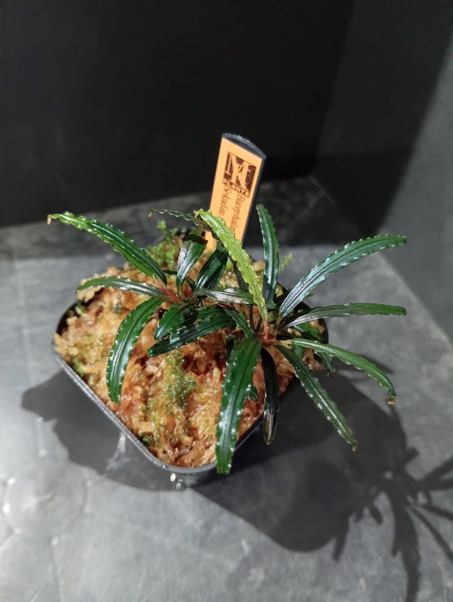 東南亜細亜植物採取家 TZ便 (@tsagittarus22) / X