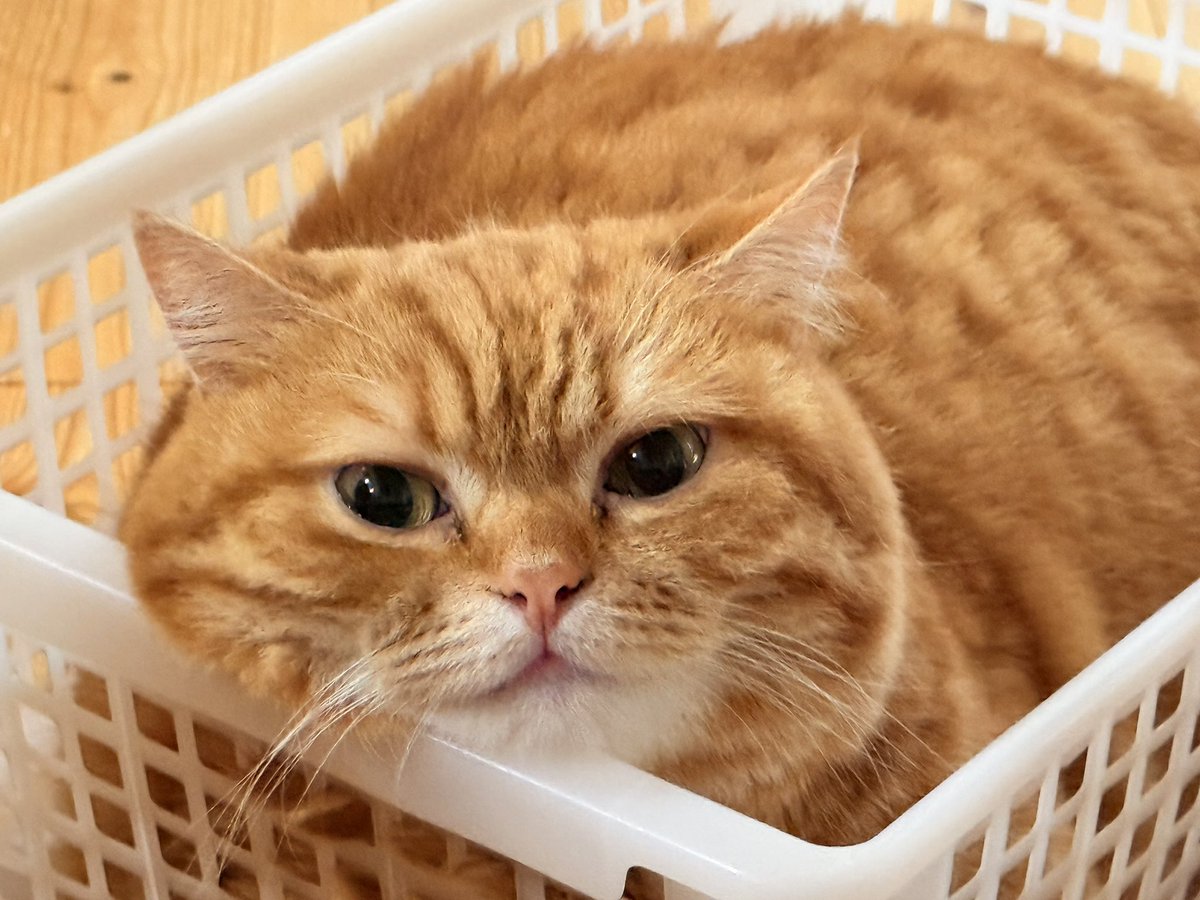 今日は高確率でここにいる