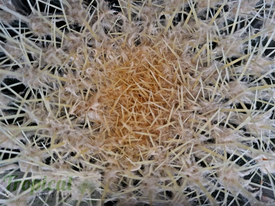 Kroenleinia grusonii