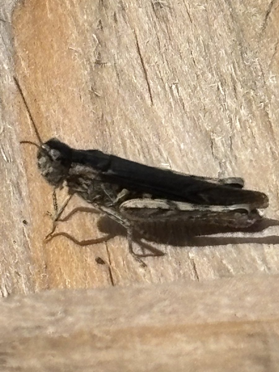 Graham Denny tweet media