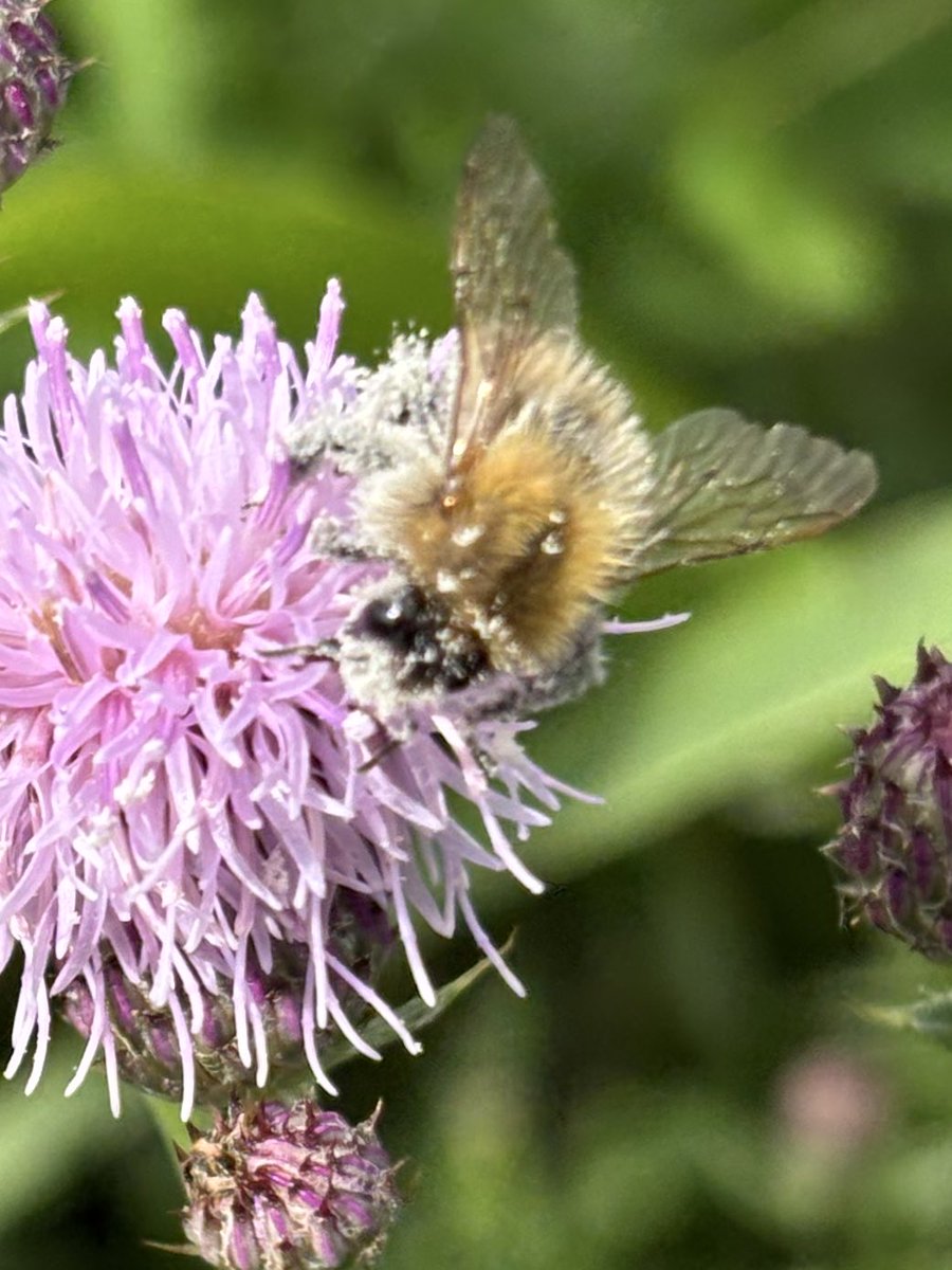 Graham Denny tweet media