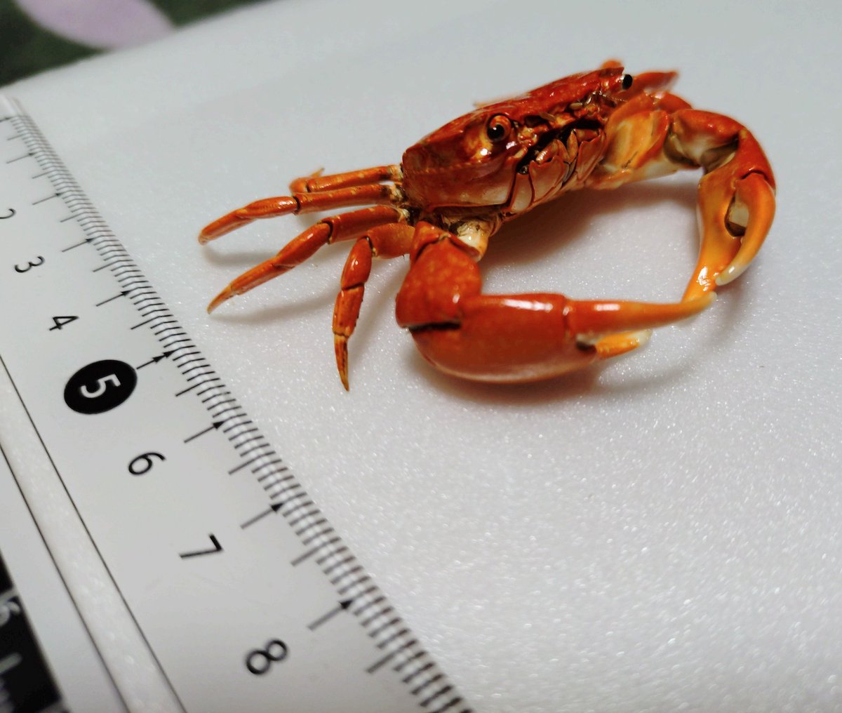 カニ標本、上から見るか横から見るか
ヒライソガニ🦀

シンプルなカニに見えますが、個人的には『横』から見て頂きたいカニになります！

名前にヒラとあるように、甲羅が平面レベルで平らなのが特徴になるからです

このカニを捕まえて以降、カニの甲羅の平面さを気にするようになりました
#むし広場
