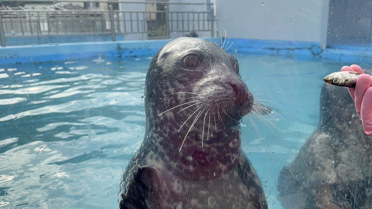 hibikiさま確認ページ♡ CSM ONSA＆ONKAKU | KAMEN RIDER TOY WEB | BANDAI Official Site