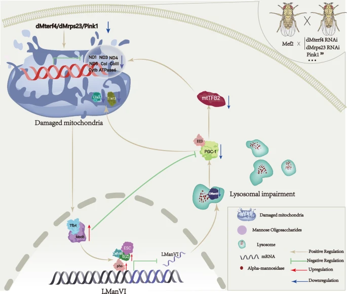 Mitochondrial Medicine (@mito_therapy) on Twitter photo Good Sunday Mito-folks. Don't miss this fresh selection of papers related to #MitochondrialMedicine presorted by
<a href="/Bims_BiomedNews/">Bims: Biomed News</a>
biomed.news/bims-mitmed/20…
Impaired mitochondria-initiated crosstalk with lysosomes reciprocally aggravates mitochondrial defect through LManVI Good Sunday Mito-folks. Don't miss this fresh selection of papers related to #MitochondrialMedicine presorted by
<a href="/Bims_BiomedNews/">Bims: Biomed News</a>
biomed.news/bims-mitmed/20…
Impaired mitochondria-initiated crosstalk with lysosomes reciprocally aggravates mitochondrial defect through LManVI