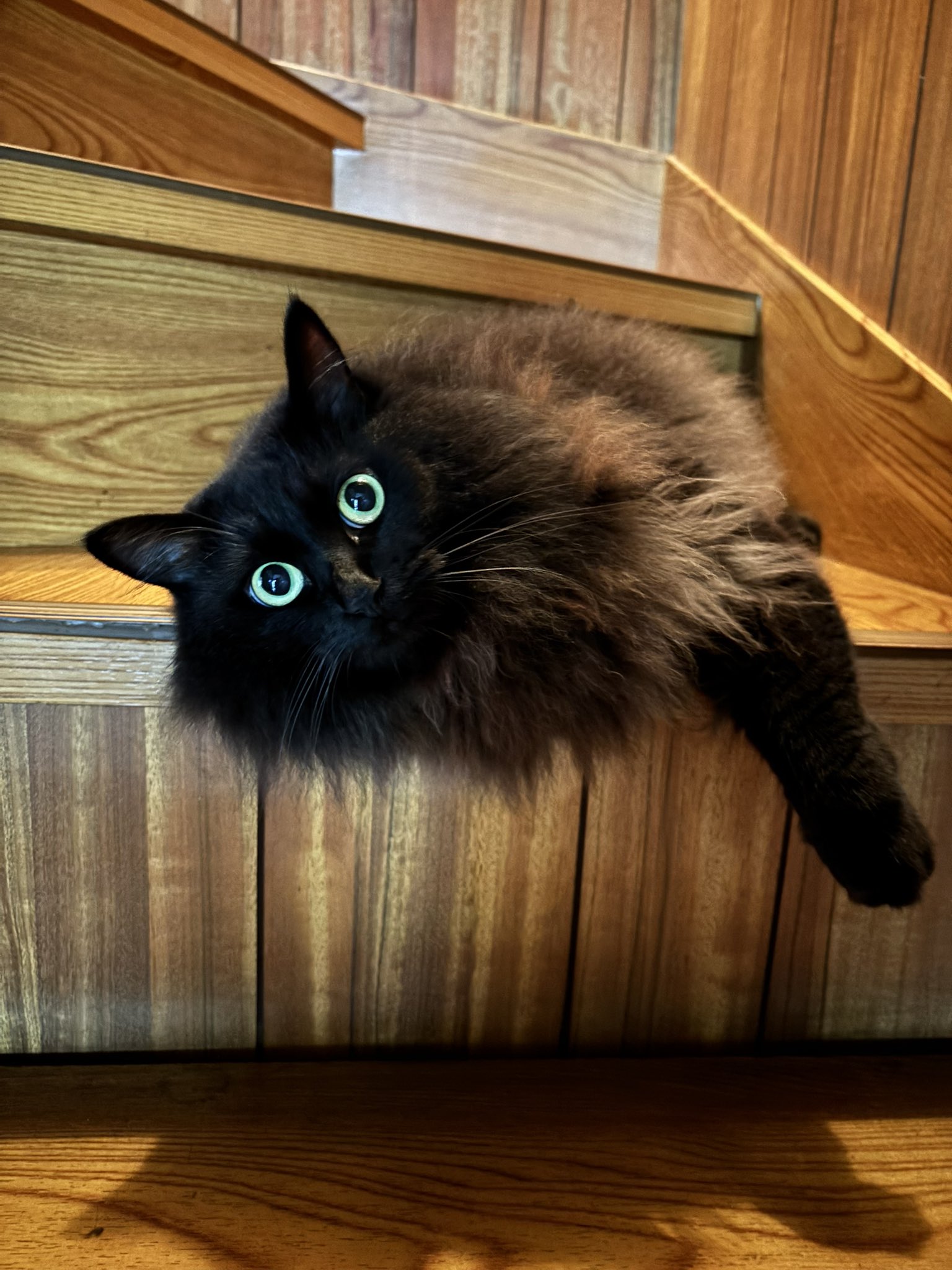 ねこぢい on X: 