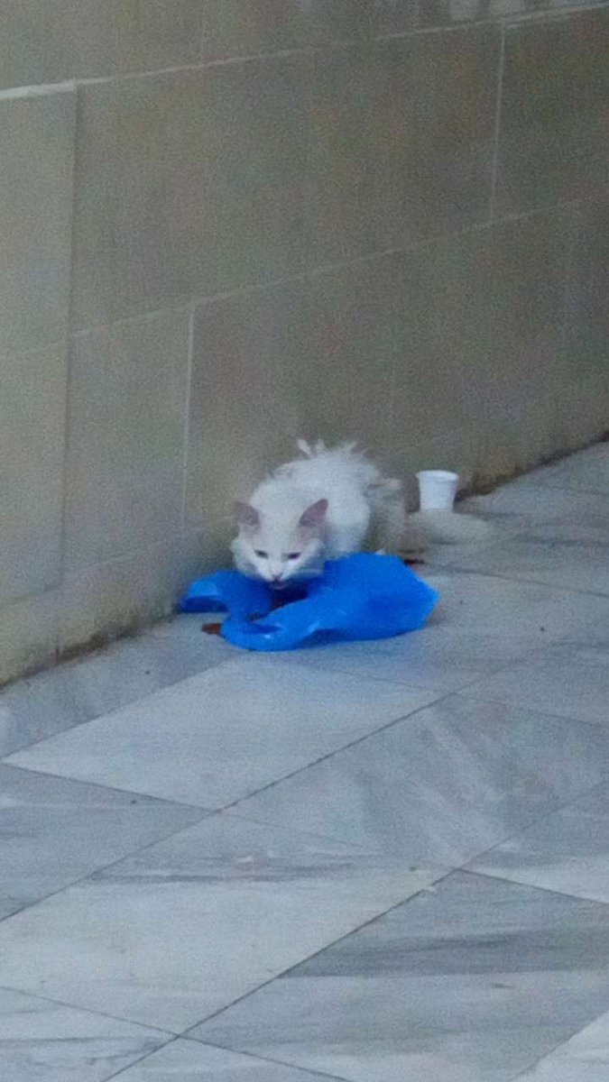 الاخوة في جدة

قط يحتاج لمتبني بشكل عاجل مرمي بالشارع والمكان الي فيه جدًا خطير دخله حاره و منطقة خدمات وبقايل والقط ماكمل اسبوع بالشارع ولا يقدر يعيش ابدًا ولا يعرف و الان بدات تظهر عليه اثار مضاربات او اذى ما اعرف ولله بس يحتاج لانقاذ موقعي بجدة ابرق الرغامة 0534790944