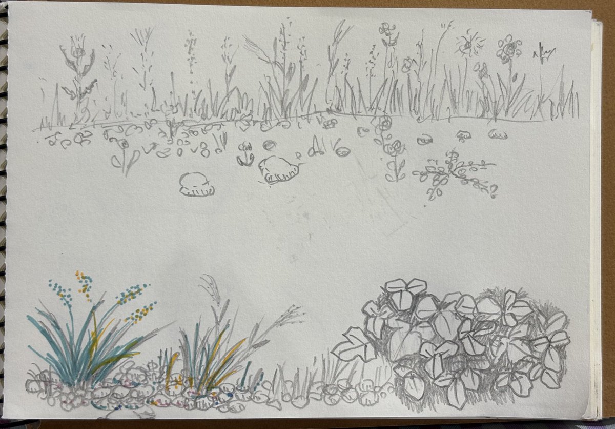 そして今日も草叢を描きました。