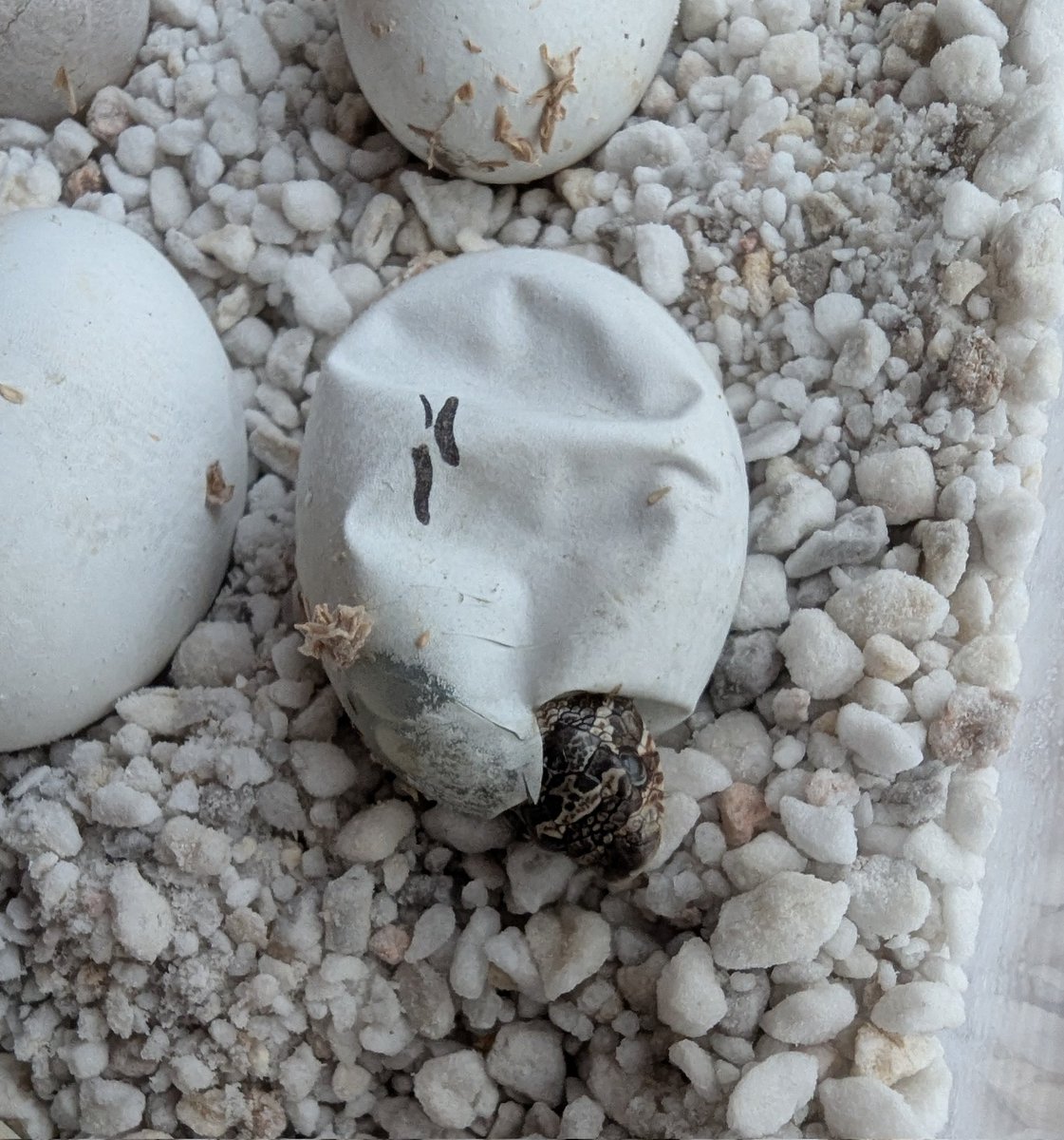 Seigon444's tweet image. 54日目。
初めまして🐍
1号ノーマル表現やけど
コンダかスーパーコンダの
可能性はある。
このクロップは
全部孵化するかな。
#snake
#hognose
#ヘビ
#爬虫類
#シシバナ