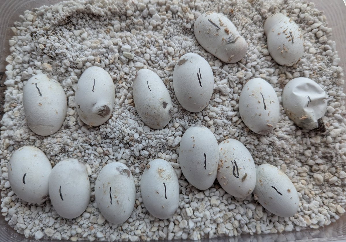 Seigon444's tweet image. 54日目。
初めまして🐍
1号ノーマル表現やけど
コンダかスーパーコンダの
可能性はある。
このクロップは
全部孵化するかな。
#snake
#hognose
#ヘビ
#爬虫類
#シシバナ