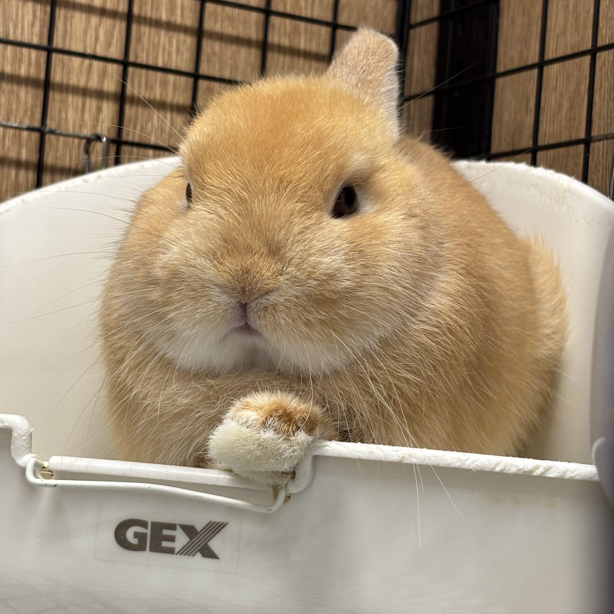 うさぎのしっぽオリナス錦糸町店 on X: 