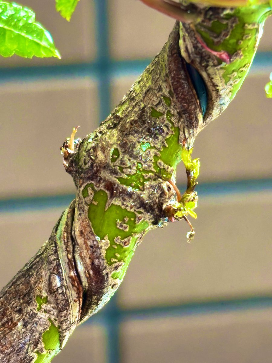 BONSAI COIN(<a href="/0xBONSAICOIN/">$BONSAICOIN</a> )さんの企画で当選した、紅葉の盆栽が家に来てから楽しくて仕方ない
枯らしてしまう不安もあるけど、今日は水やりの時に新芽を発見
もう1箇所にも出てて少し安心した
棚も買ったから、本格的に外で育てられる

#盆栽