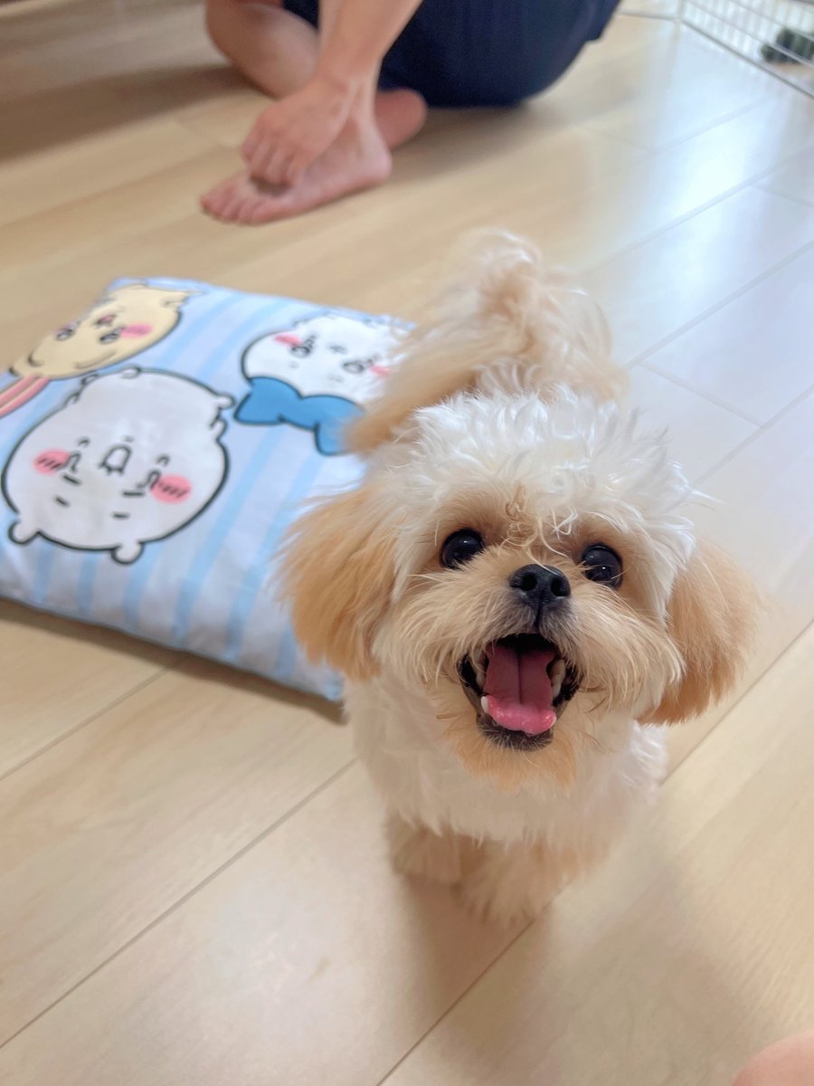 🐶「きょうもおうち いるの〜！？」

 #犬との生活  #犬好きさんとつながりたい