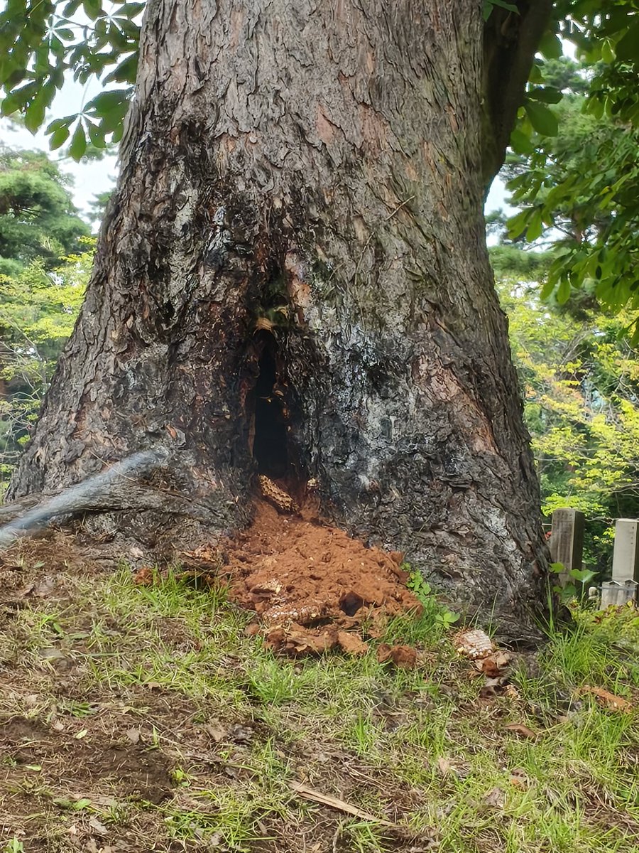 HelpWorld2020's tweet image. 休みの関係で今日は朝から3ヶ所の墓参り。さすがに東北サバゲ魂には間に合わず😭
参加された皆さん、そして運営及びショップの皆さまお疲れ様でした。
今月末には久しぶりのサバゲーやりたい。。
月見野霊園でスズメバチ駆除のため待機中の画像🐝