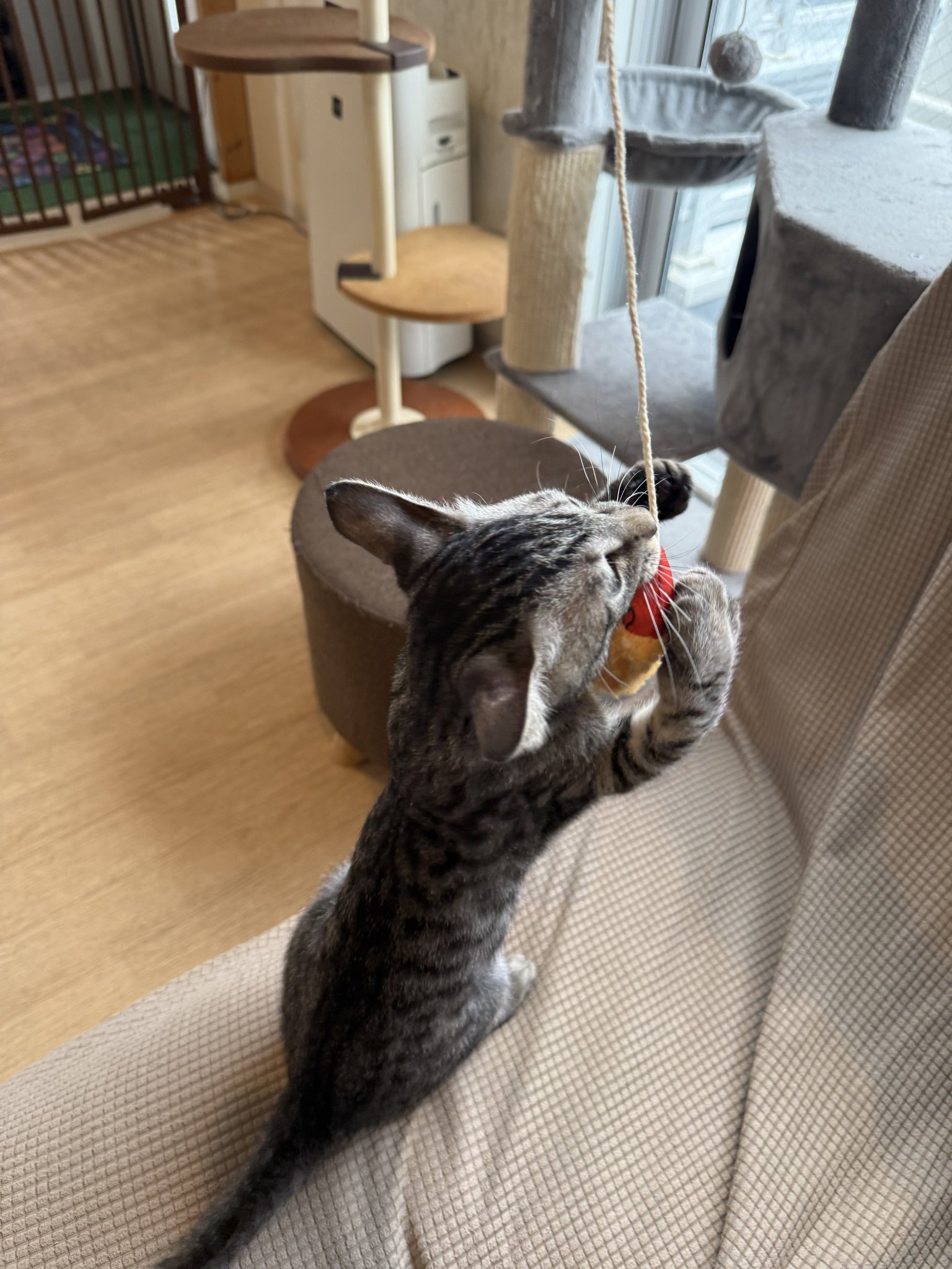 けい様　取り置き中　三毛猫ドラマー　流れ星流れるクローバー畑　Bathroom mqdefault.jpg
