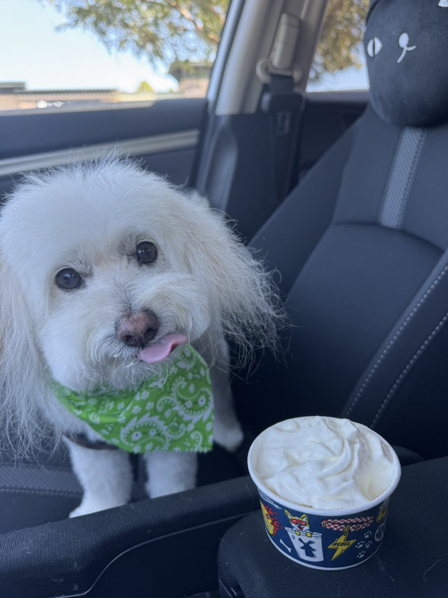 lawnadax's tweet photo. Spoiled dog https://t.co/eaeHM00yAX