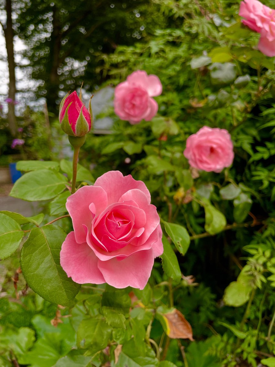 Stifyn1's tweet photo. Second flush #eto #secondflush #garden #nature #summer #sunday #weekend #august https://t.co/Lo8BsBuzCX